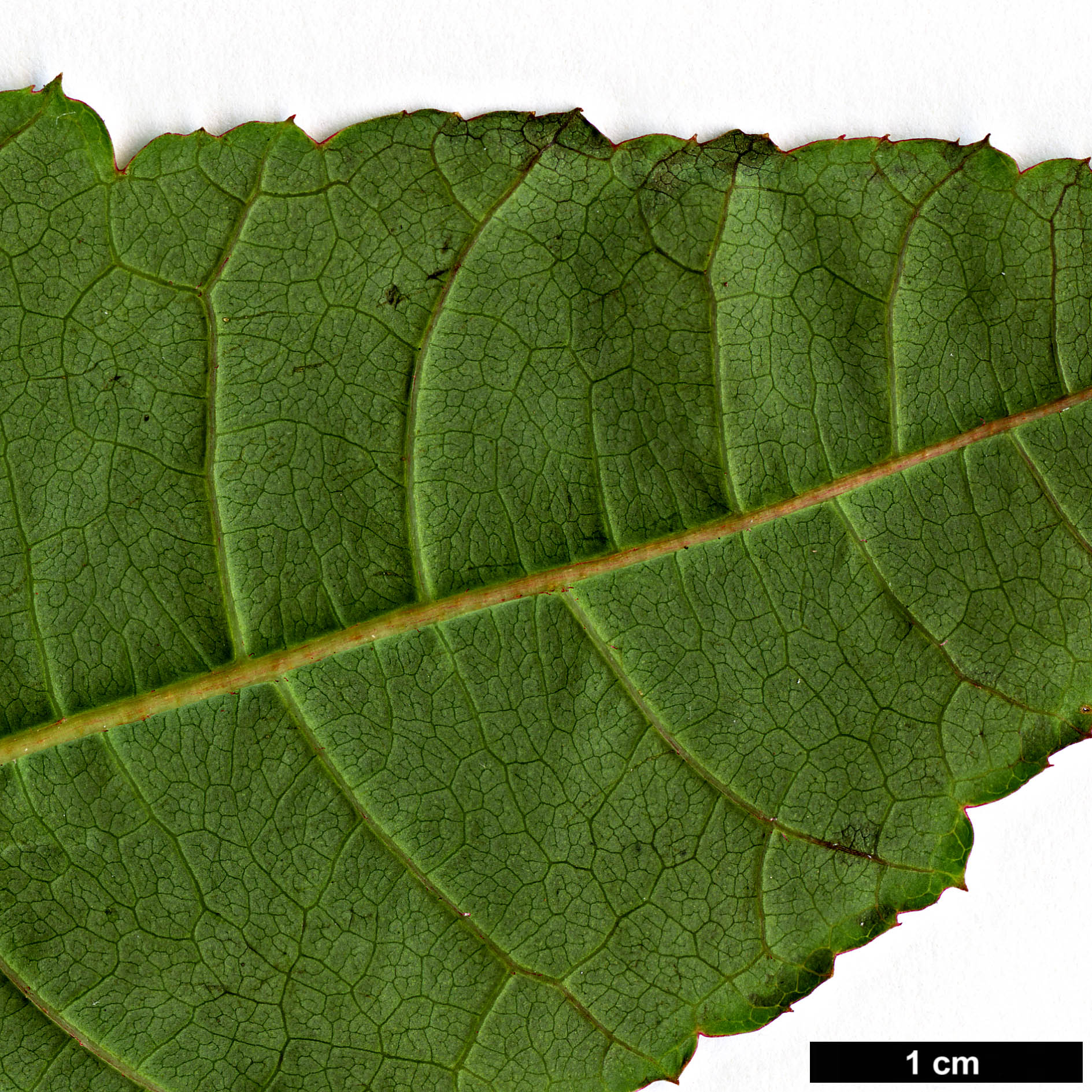 High resolution image: Family: Sapindaceae - Genus: Acer - Taxon: pectinatum - SpeciesSub: subsp. taronense